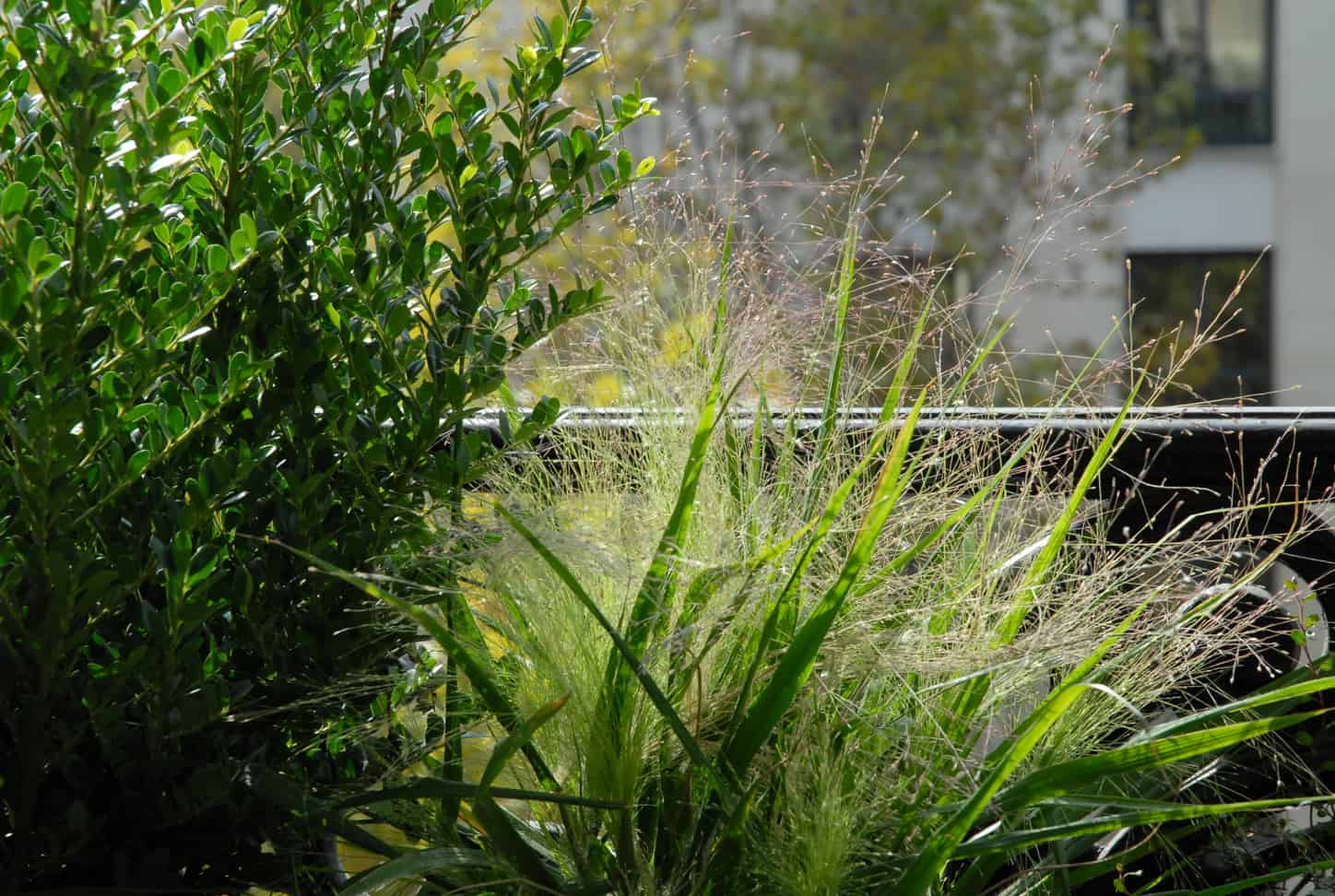 Balcon Paris 8 Ivy Paysagiste