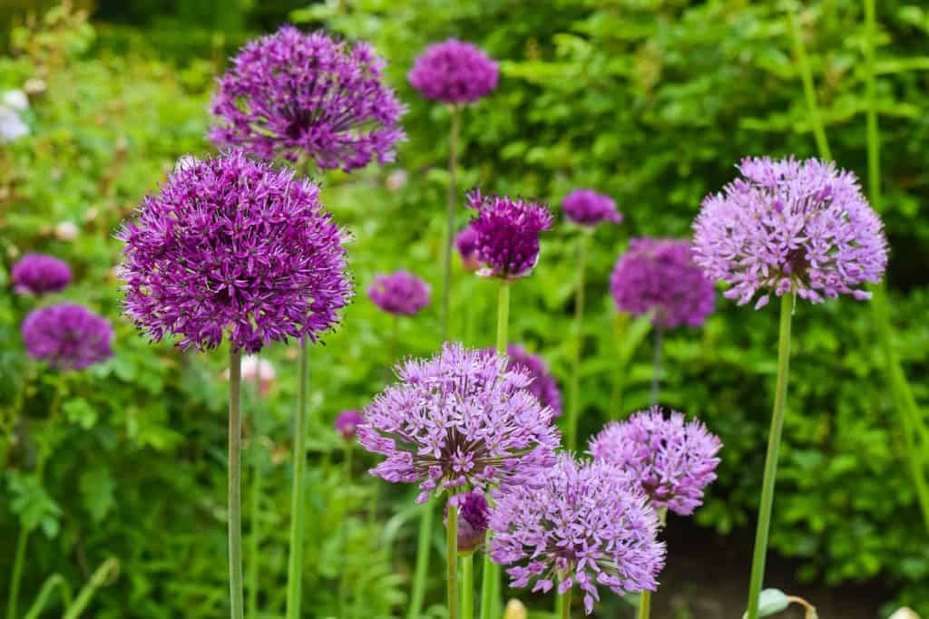 Planter des bulbes à l'automne : mode d'emploi - Ivy Paysagiste